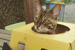 猫フォークリフト