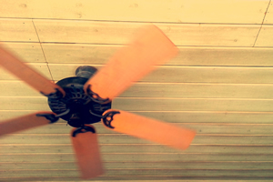 ジャングルクルーズ