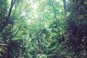 等々力渓谷公園